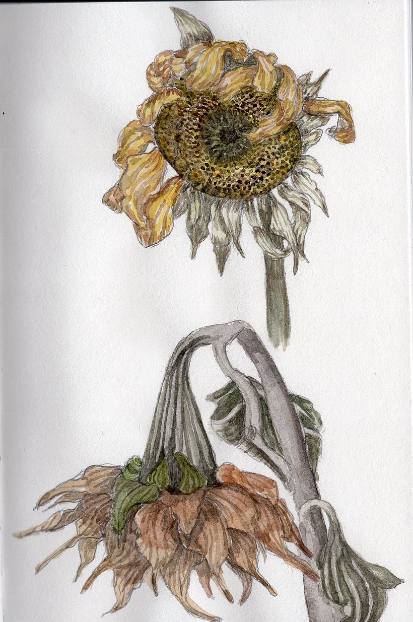 My project in Botanical Sketchbooking: A Meditative Approach course 3