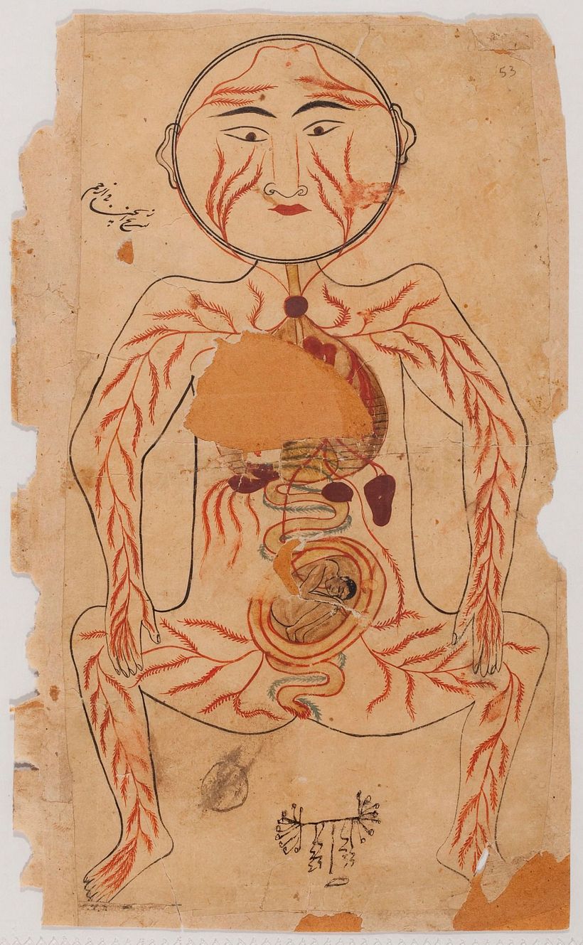 Anatomía de Manṣūr.