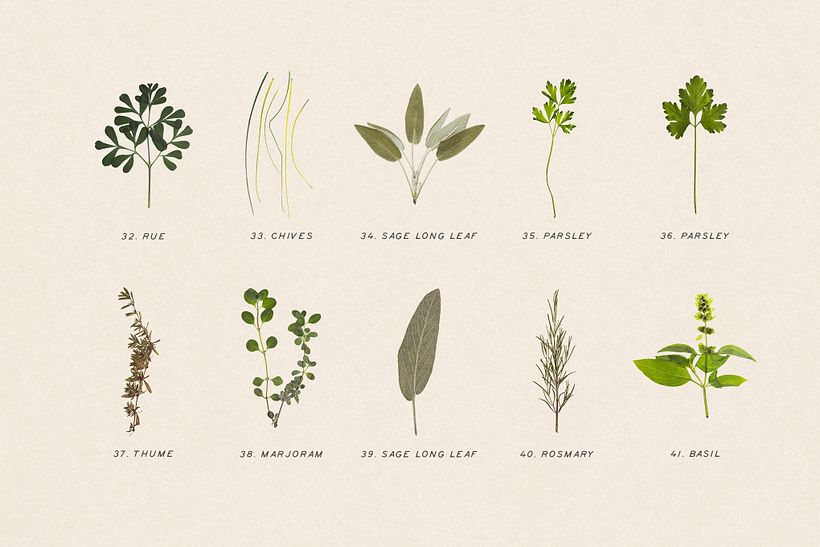 Pressed and Dry Herbs VOL3 6