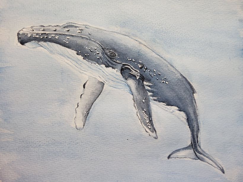 Tecnicas de ilustración nauralista: ballenas en acuarela  2
