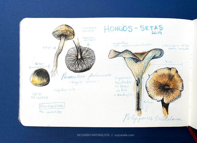 Imagen de un diario naturalista con ilustraciones botánicas. Vía Soycanela.com 