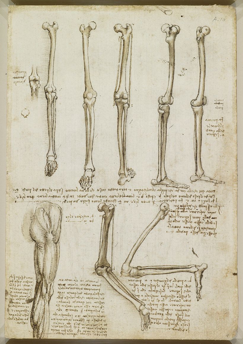 Anatomical drawing by Leonardo da Vinci.