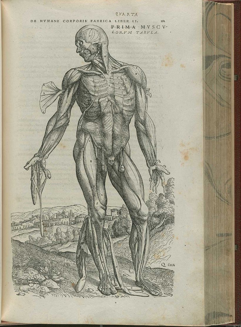 Illustration from De Humani Corporis Fabrica.