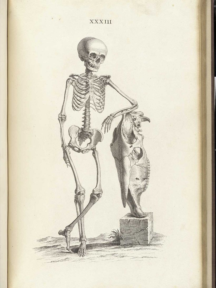 One of William Cheselden’s skeletons.