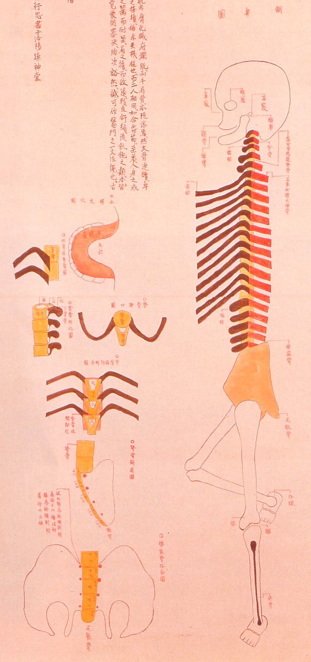 Anatomical illustration from the Edo period.
