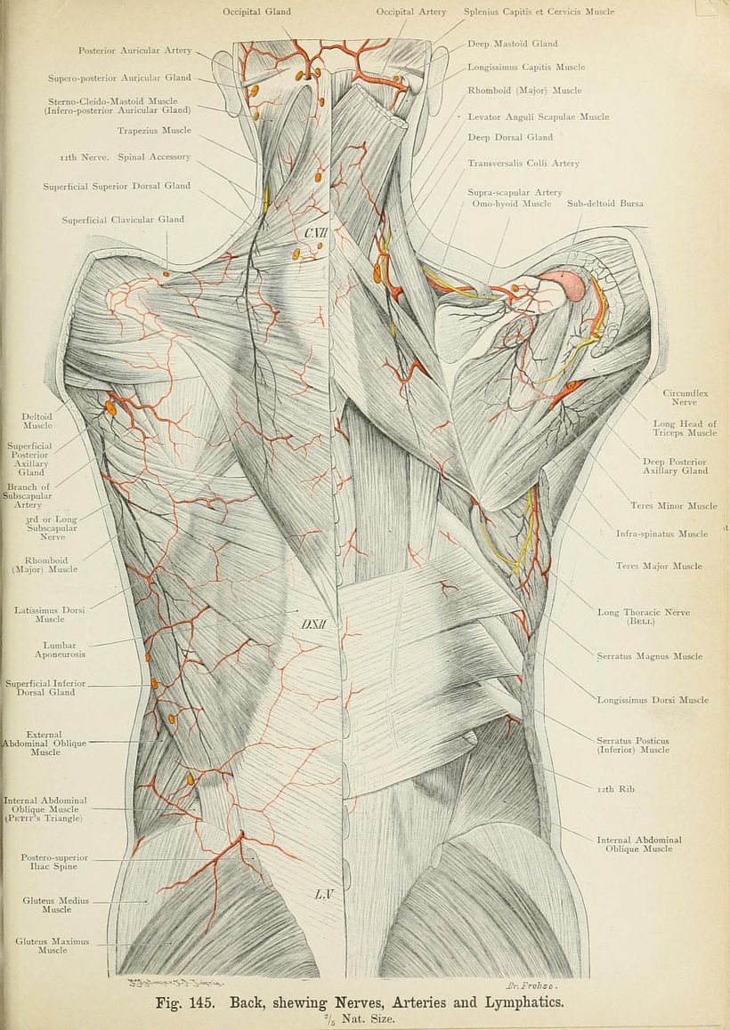 Colorful anatomical drawing.