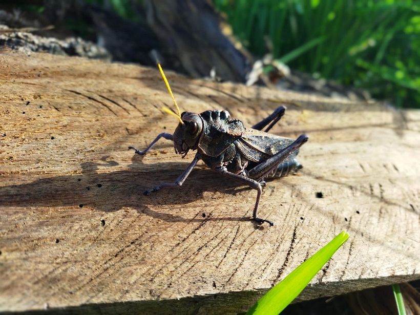 un grillo a mi paso - sin edición