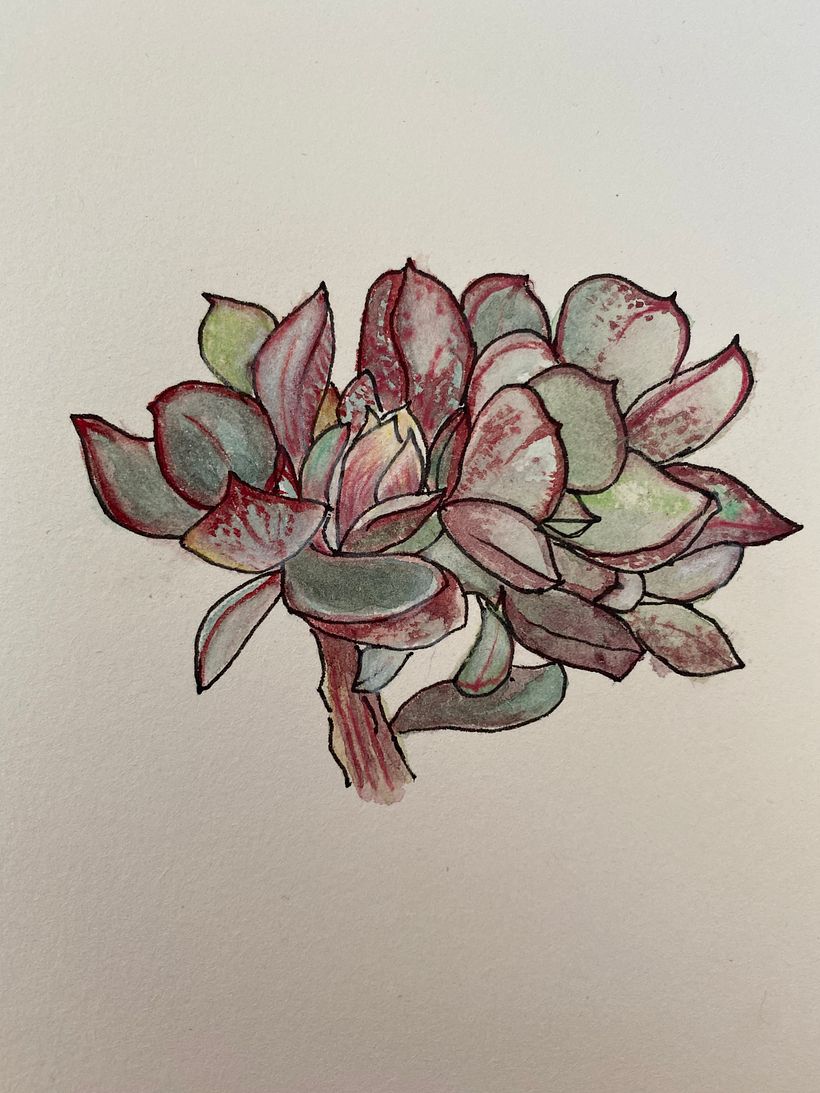 First succulent in colour  1