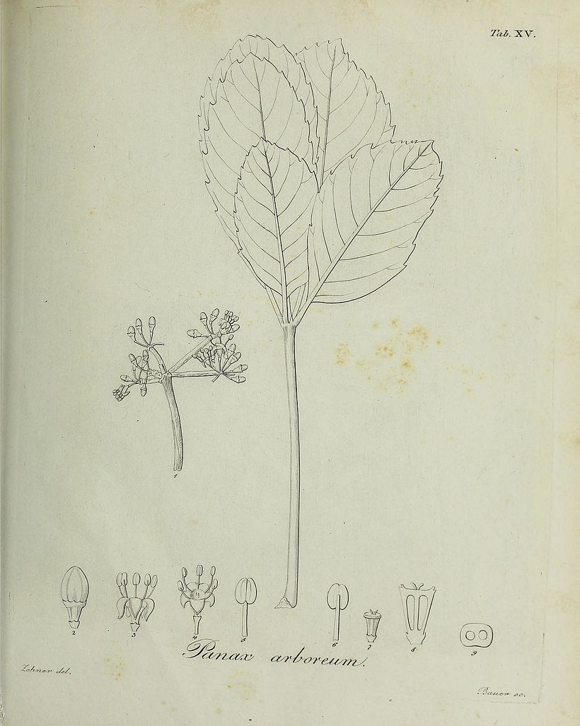 Scientific illustration from 1836. Image: Wiki Commons.