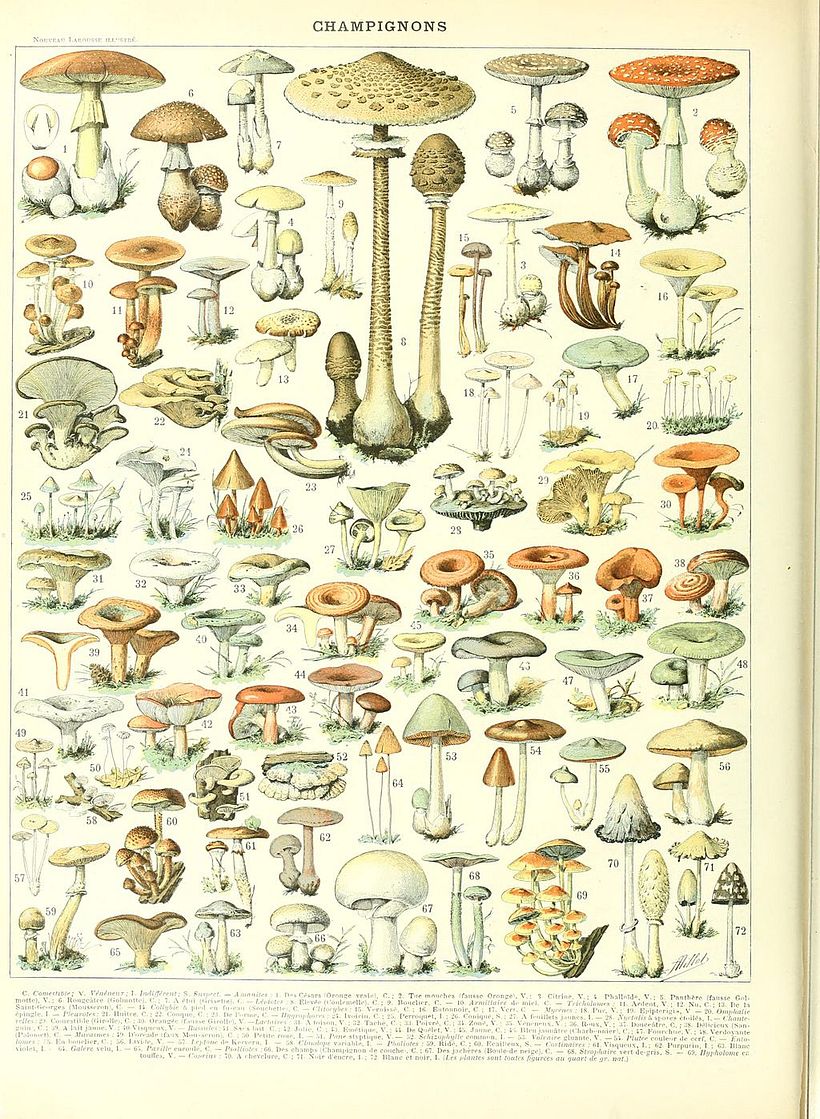Larousse illustration of mushrooms, by Adolphe Millot.