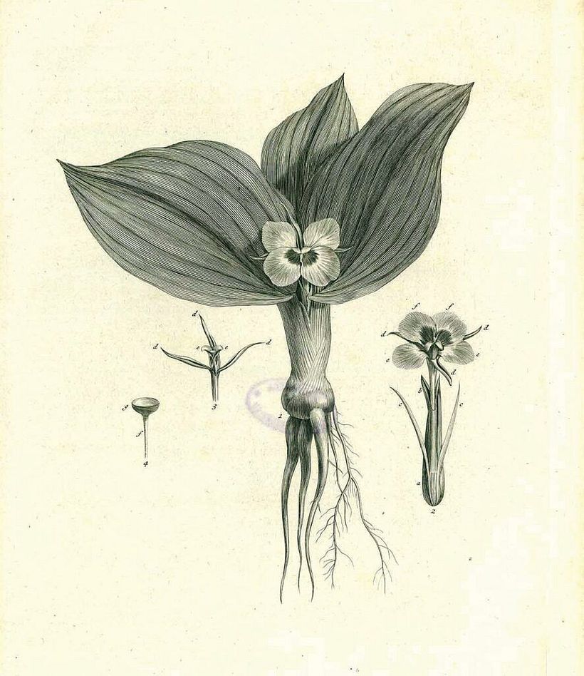 An illustration by Carl Linnaeus. Image: Wiki Commons.