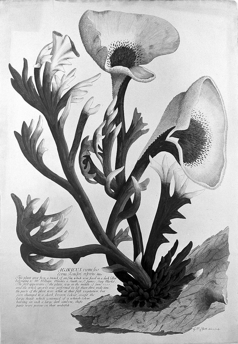 Carl Linnaeus illustration. Image: Wiki Commons.