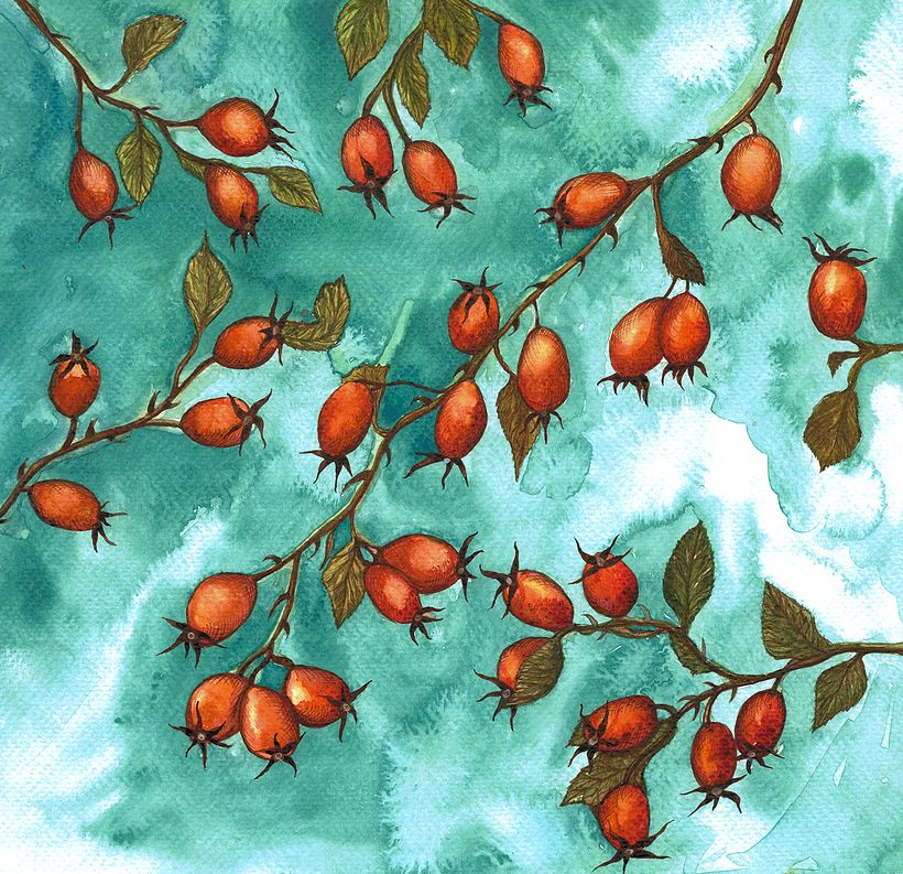 My Botanical Illustration 1