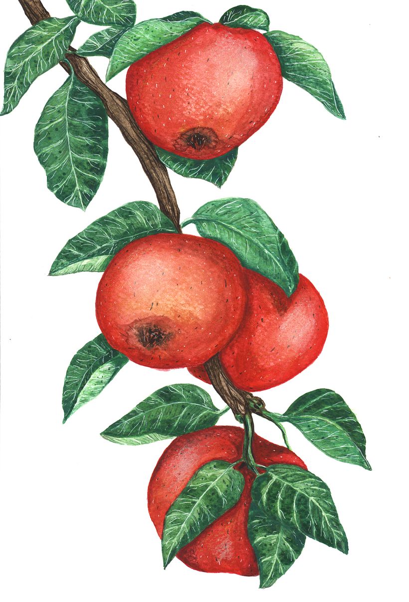 My Botanical Illustration 2