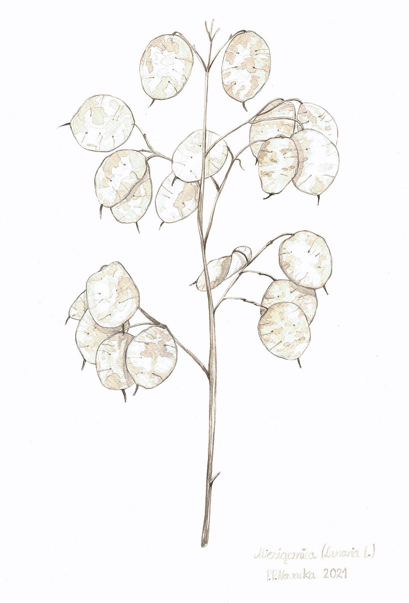 My Botanical Illustration 5