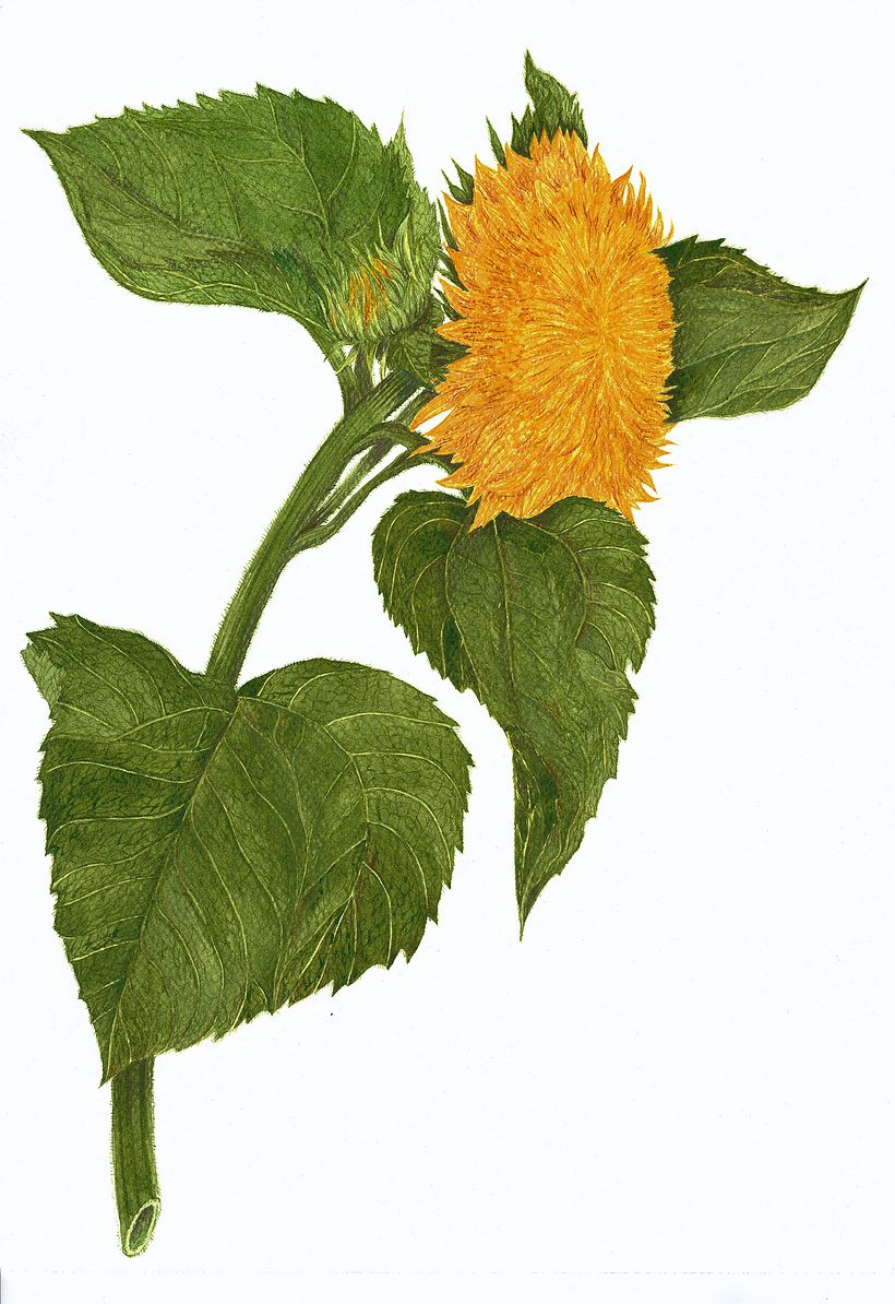My Botanical Illustration 7