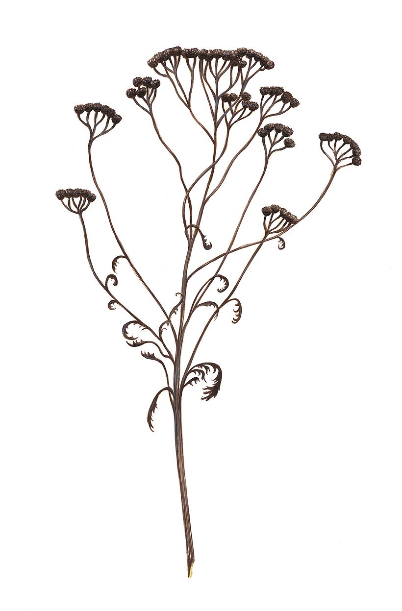 My Botanical Illustration 8