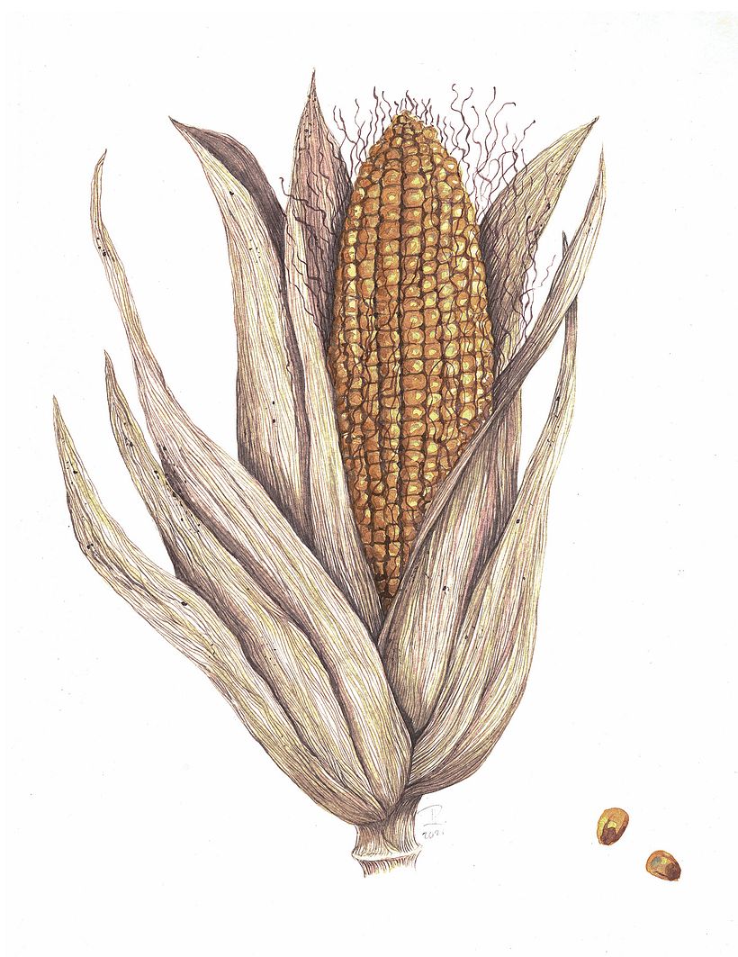 My Botanical Illustration 9