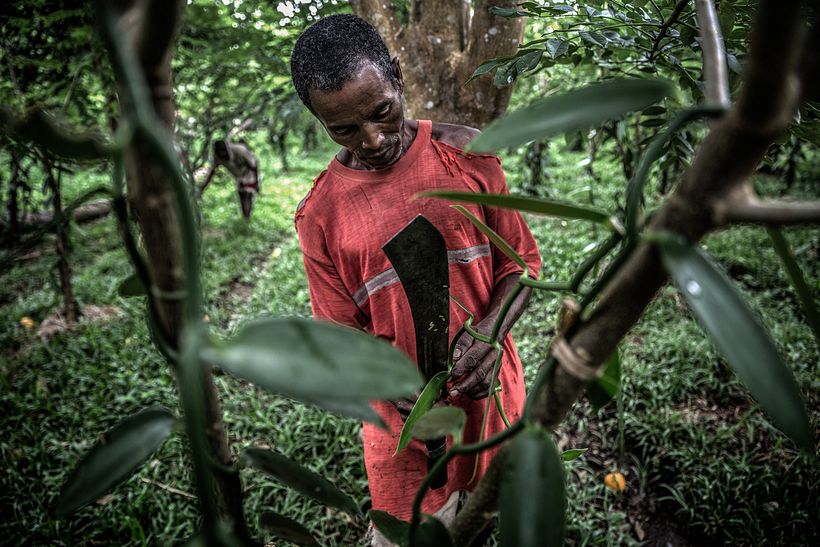 Violence in Madagascar's Vanilla Trade - Photography