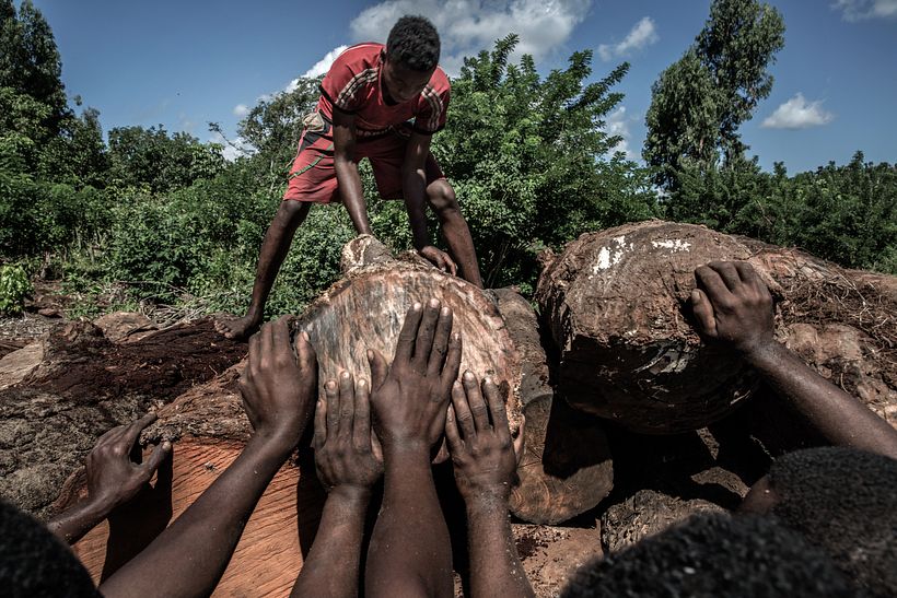 Violence in Madagascar's Vanilla Trade - Photography