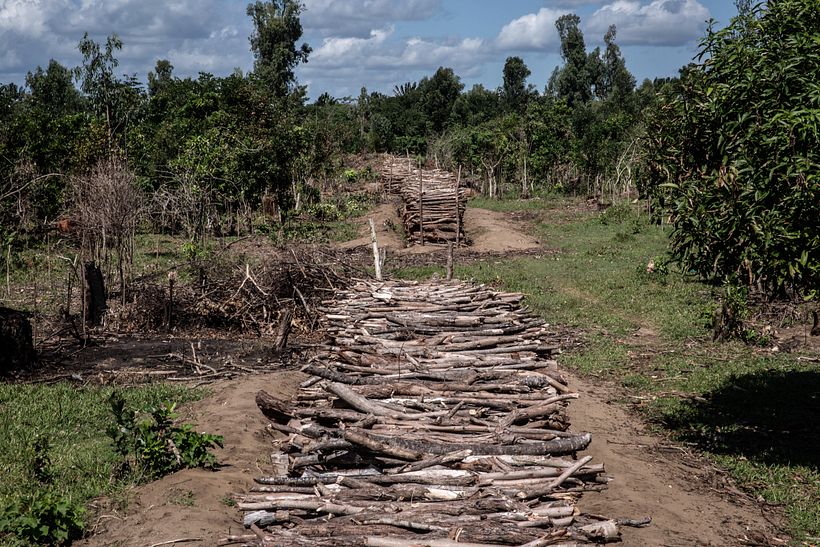 Violence in Madagascar's Vanilla Trade - Photography