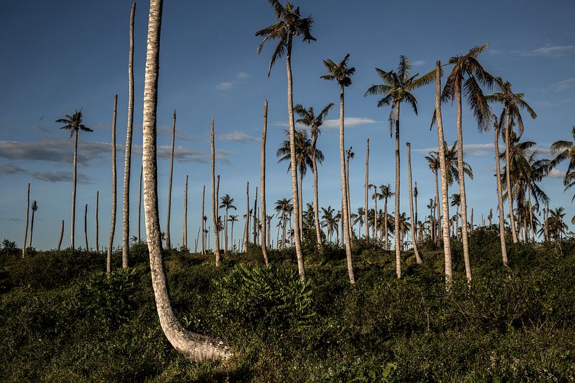 Violence in Madagascar's Vanilla Trade - Photography
