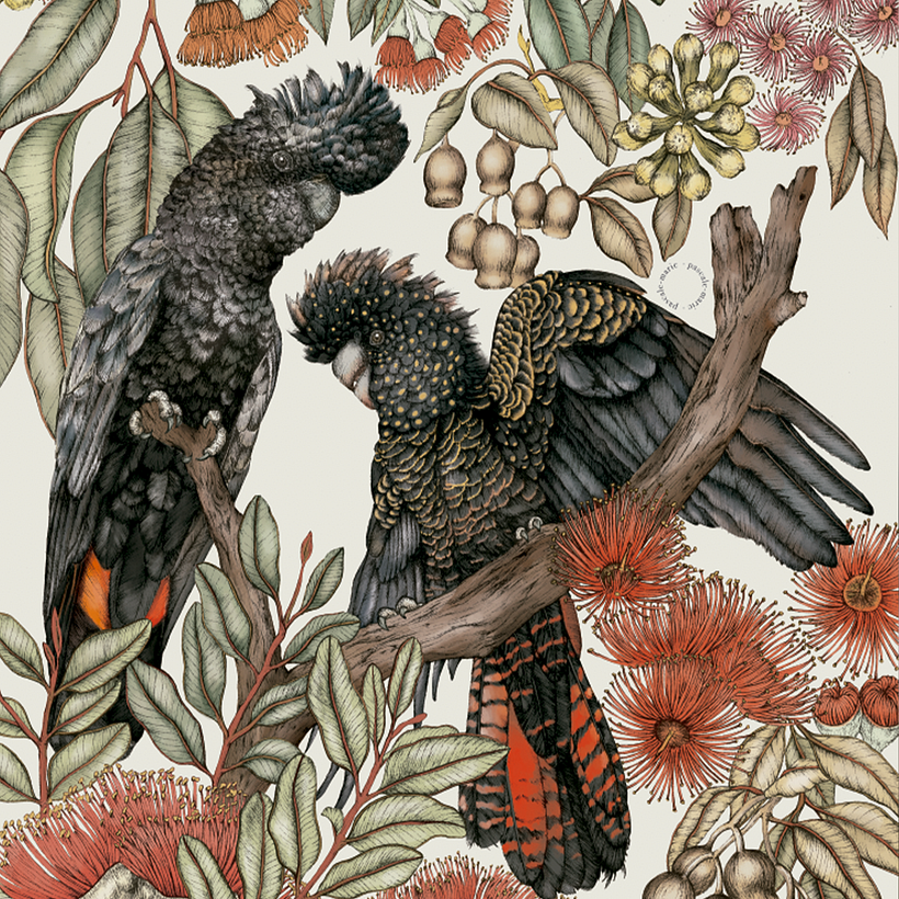 Cacatúas de cola roja - día / Tinta negra y pintura digital
