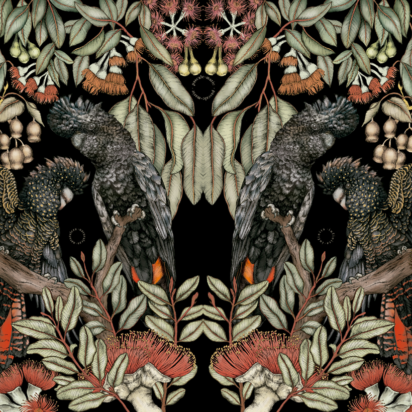 Cacatúas de cola roja - noche / Obra de macho y hembra rodeados de eucalyptus. Especie endémica de Australia