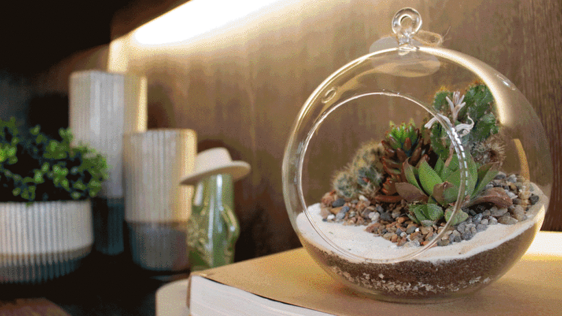 Los terrarios son mini ecosistemas vegetales.