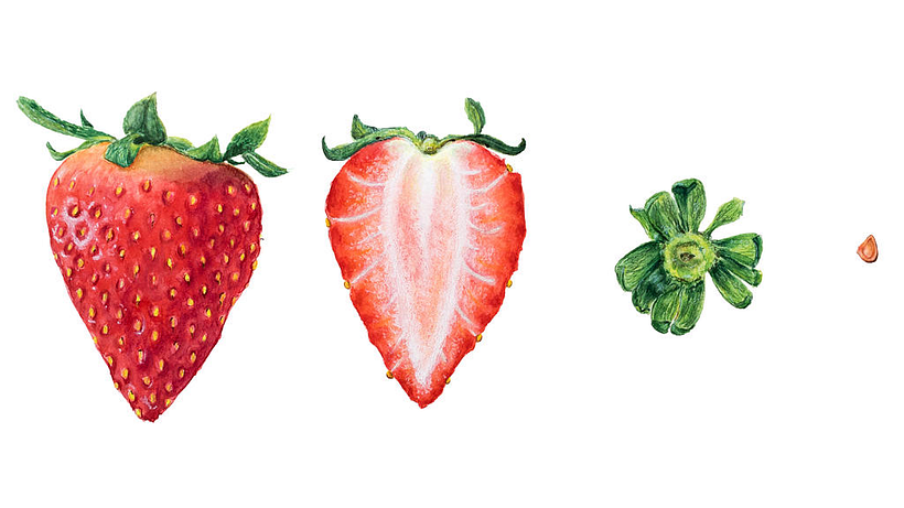 Fragaria x Ananassa 1