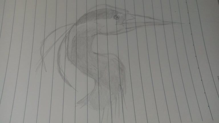 Final Project_BIRD STUDY 3