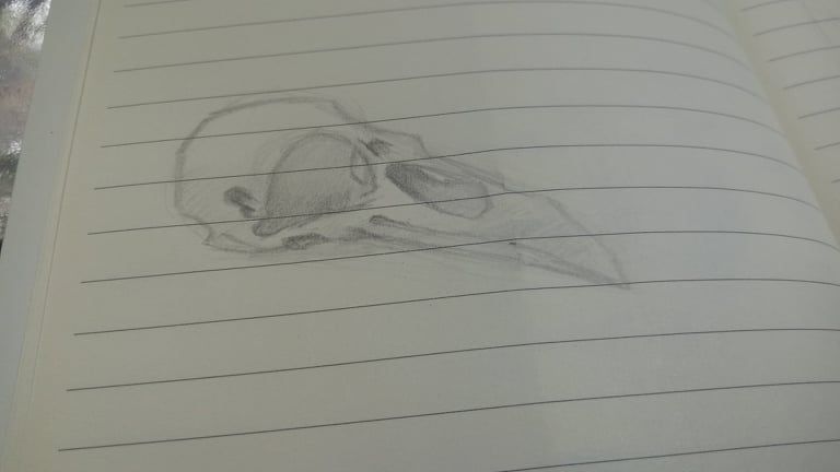 Final Project_BIRD STUDY 1