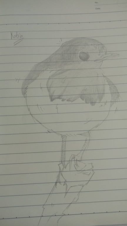 Final Project_BIRD STUDY 4