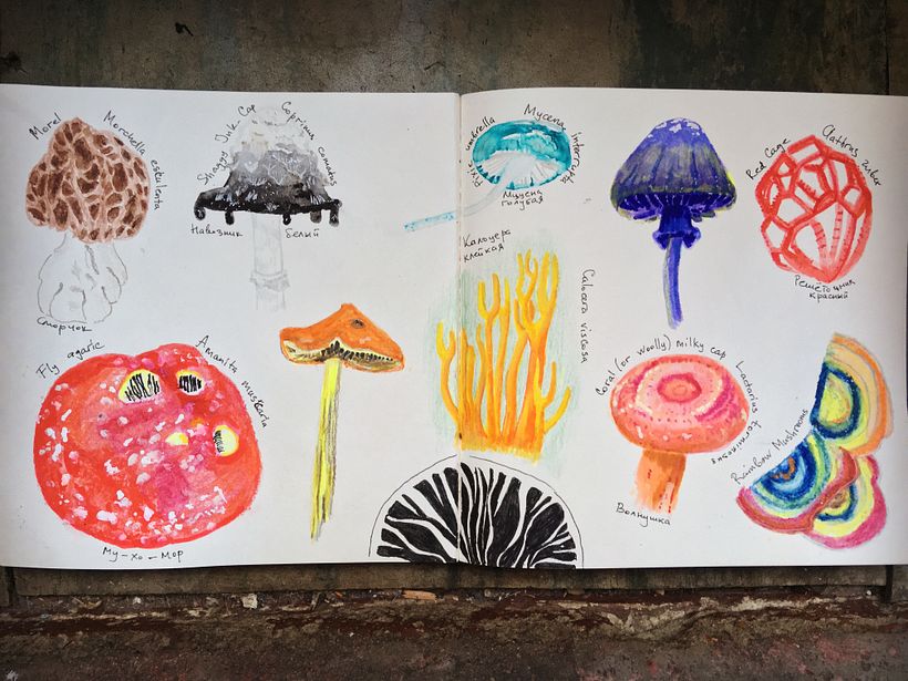 Lovely mushrooms.