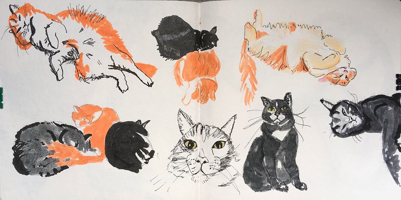 My friend's cats.