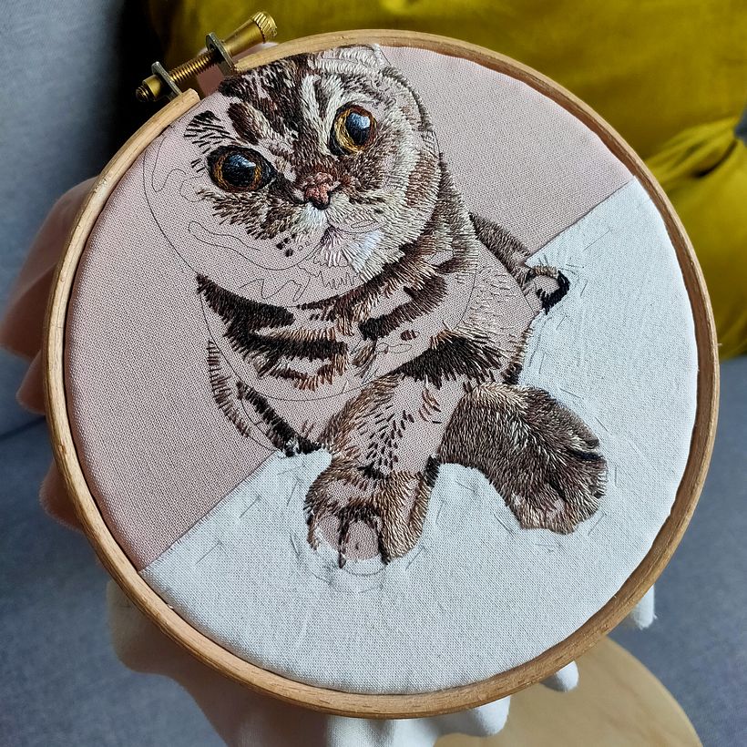 Minnie - Scottish Fold Tekir Kedi 2