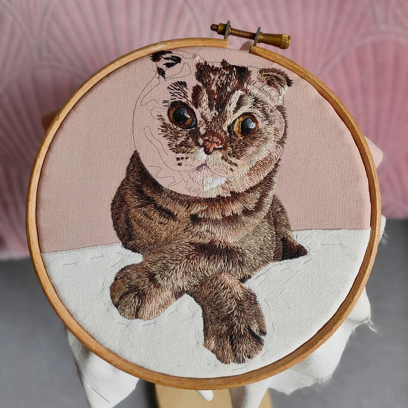 Minnie - Scottish Fold Tekir Kedi 3