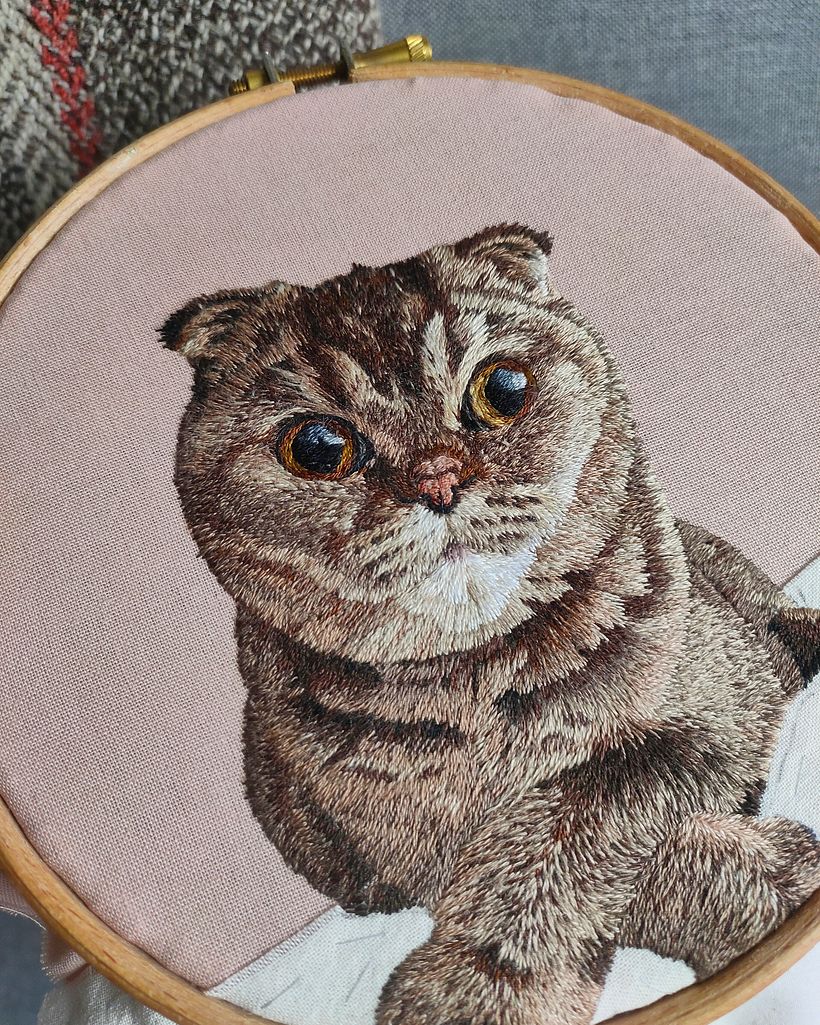 Minnie - Scottish Fold Tekir Kedi 4