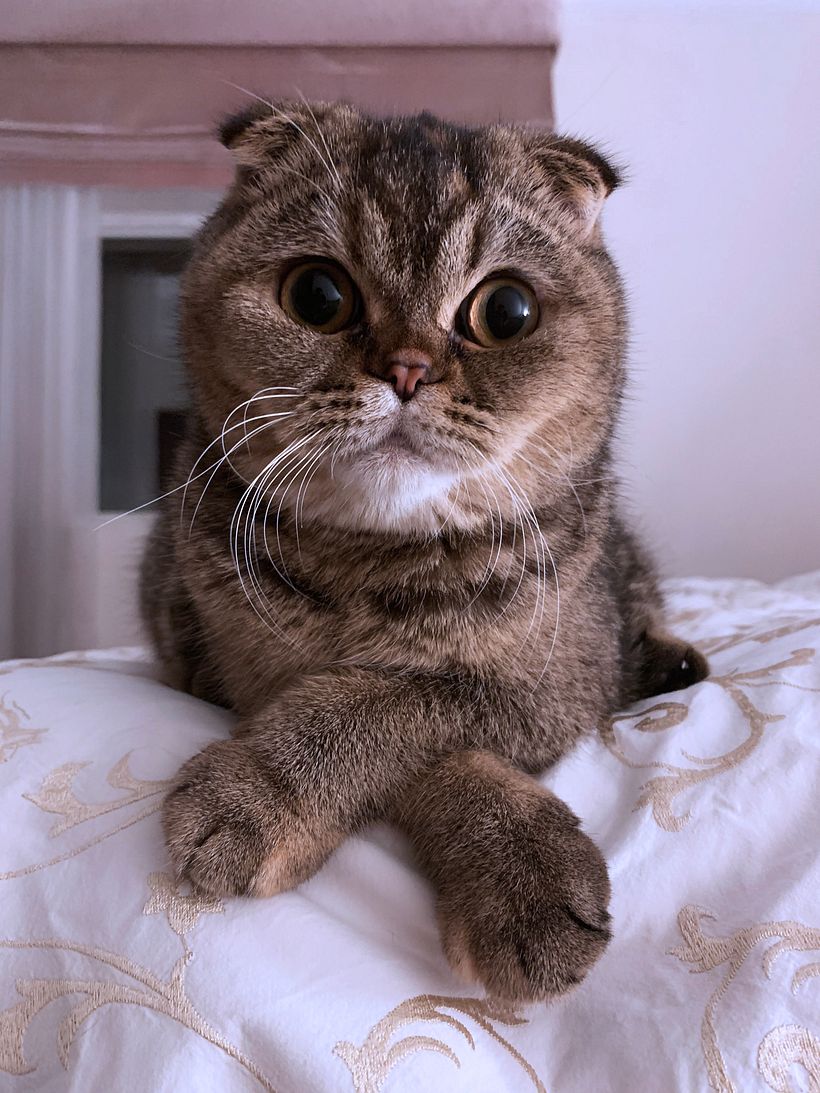 Orijinal resim Minnie'nin annesine aittir