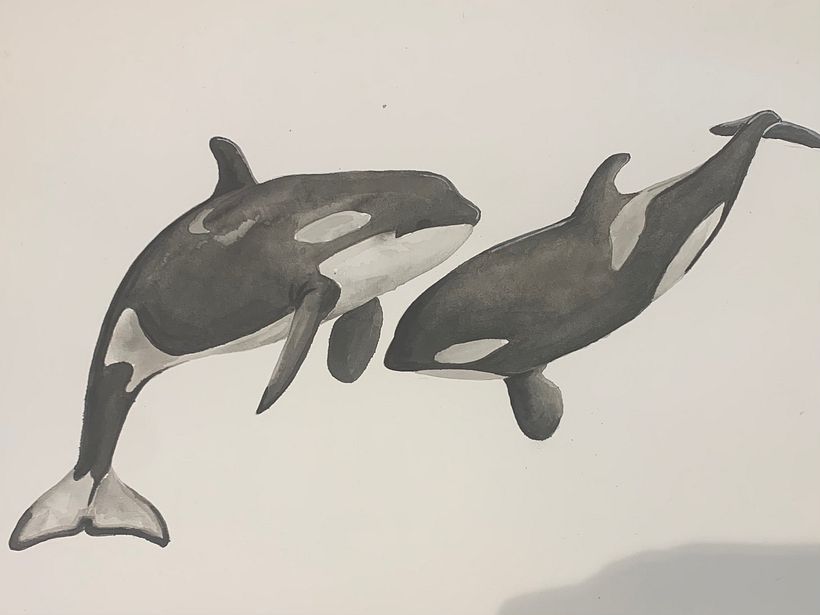 My project in Naturalist Illustration Techniques: Whales in Watercolor course 2