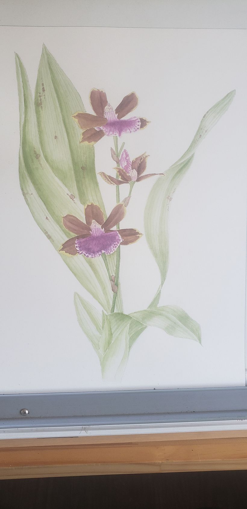 Ilustração de um Zygopetalum em aquarela