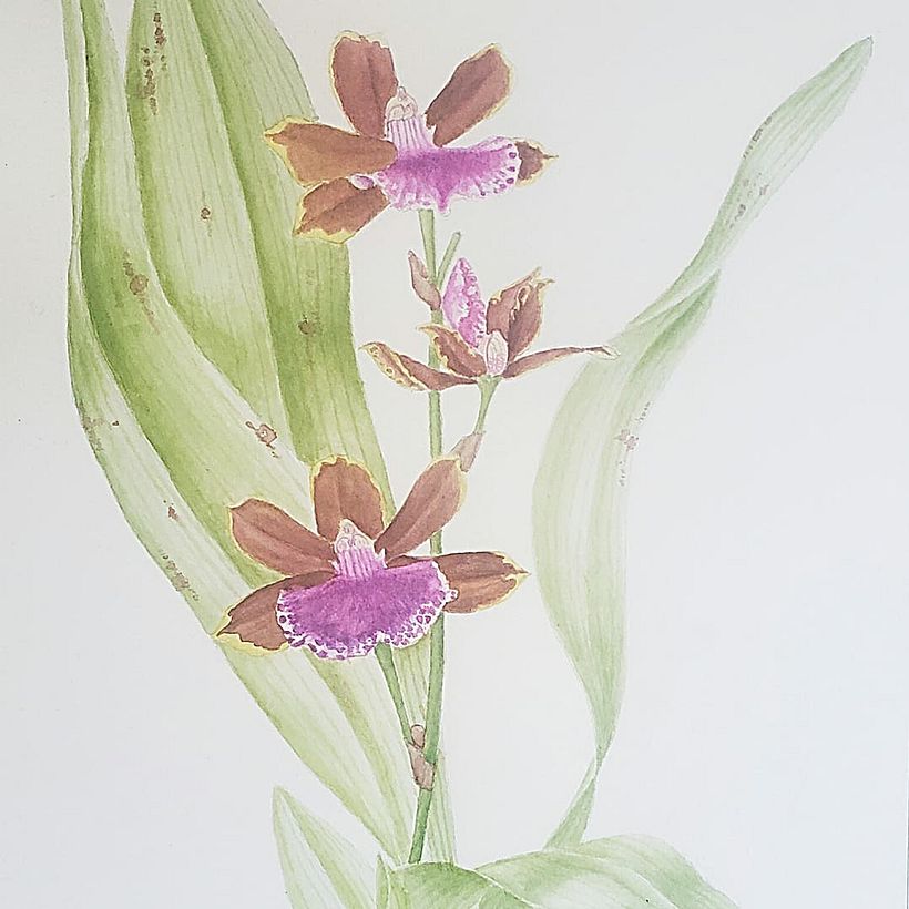 Ilustração de um Zygopetalum em aquarela
