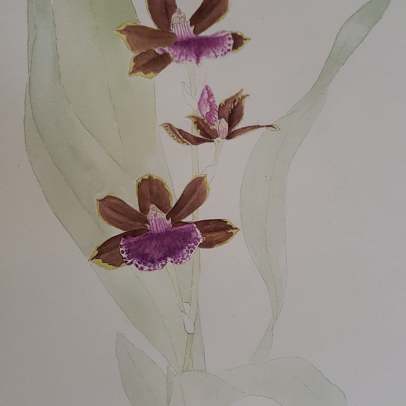 Ilustração de um Zygopetalum em aquarela