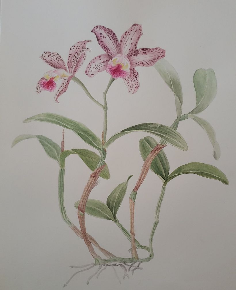 Ilustração de uma Cattleya hibrida em aquarela