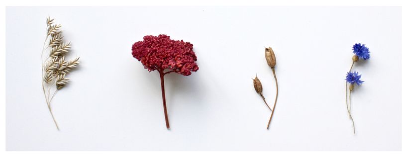 Beispiele für getrocknete Blumen, die Olga für ihre Blumen-auf-Tüll-Stickerei verwendet.