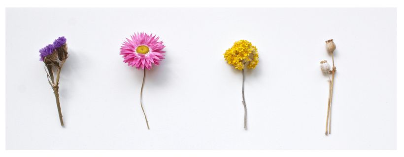 Beispiele für getrocknete Blumen, die Olga für ihre Blumen-auf-Tüll-Stickerei verwendet.