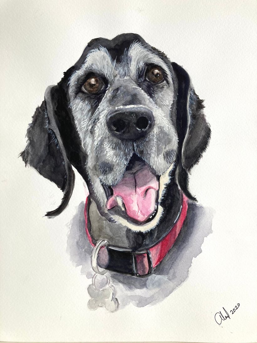 Retrato de Mascotas 4