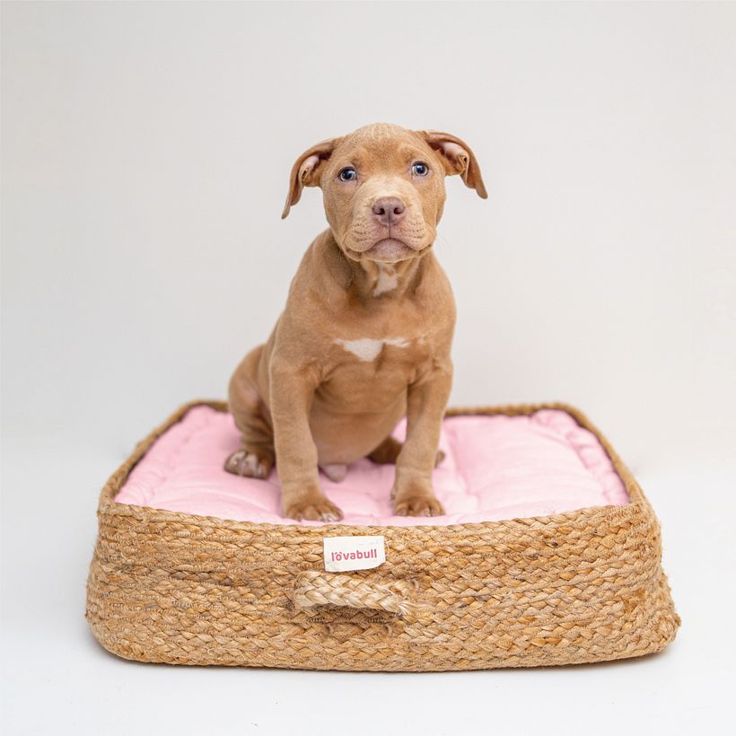 Lovabull | Not a Bully | Social Campaign 2