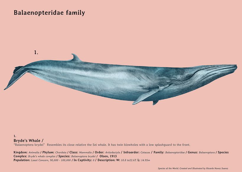 Especies, Enciclopedia ilustrada de todos lo mamíferos. 6