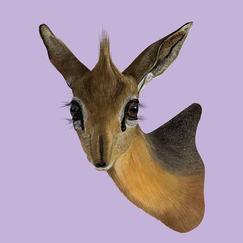 Especies, Enciclopedia ilustrada de todos lo mamíferos. 8